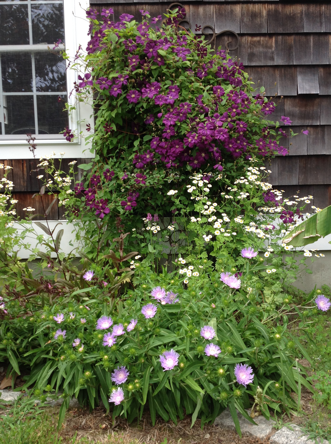 Clematis ‘Etoile Violette’