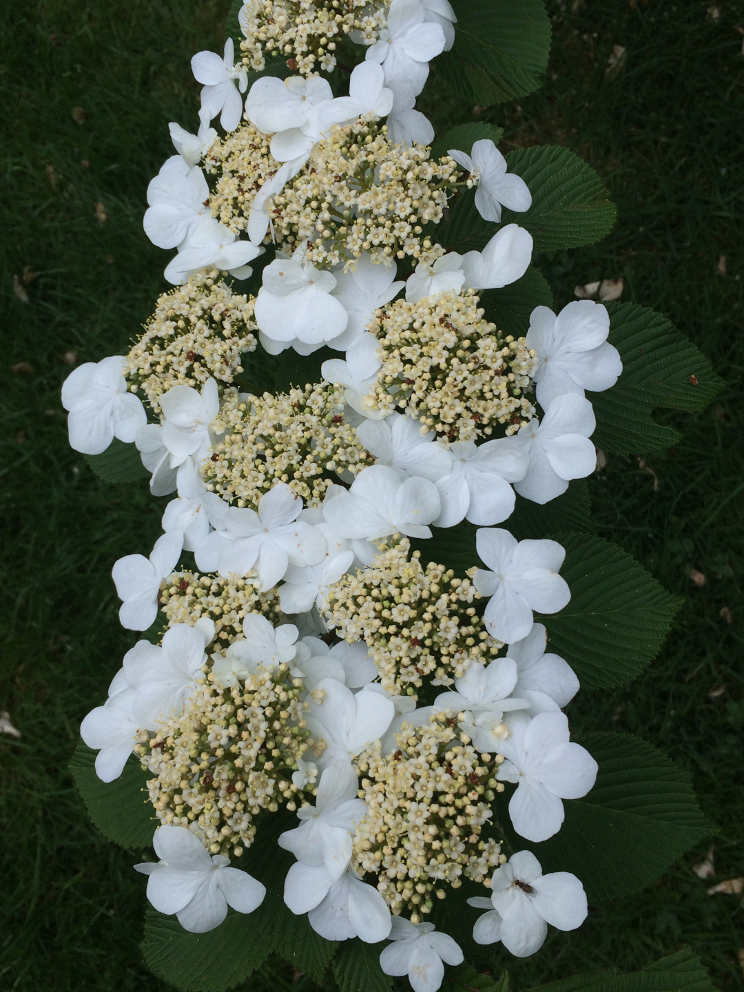 closeup doublefile viburnum