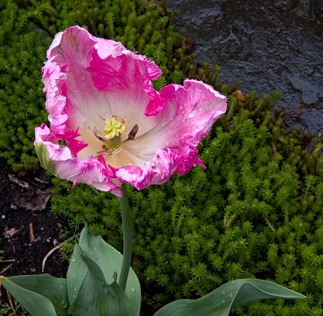 parrot tulip