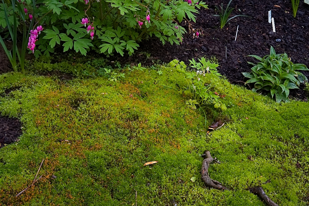 moss garden