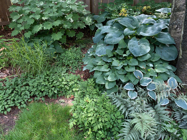 A Garden Built on Foliage - Fine Gardening