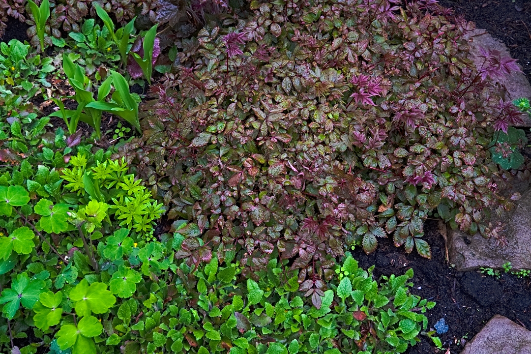 ground covers