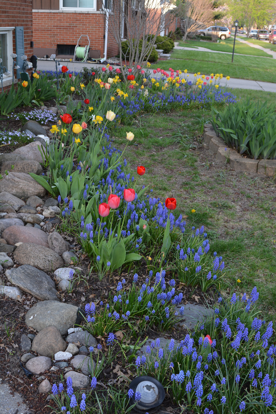 spring bulbs in bloom