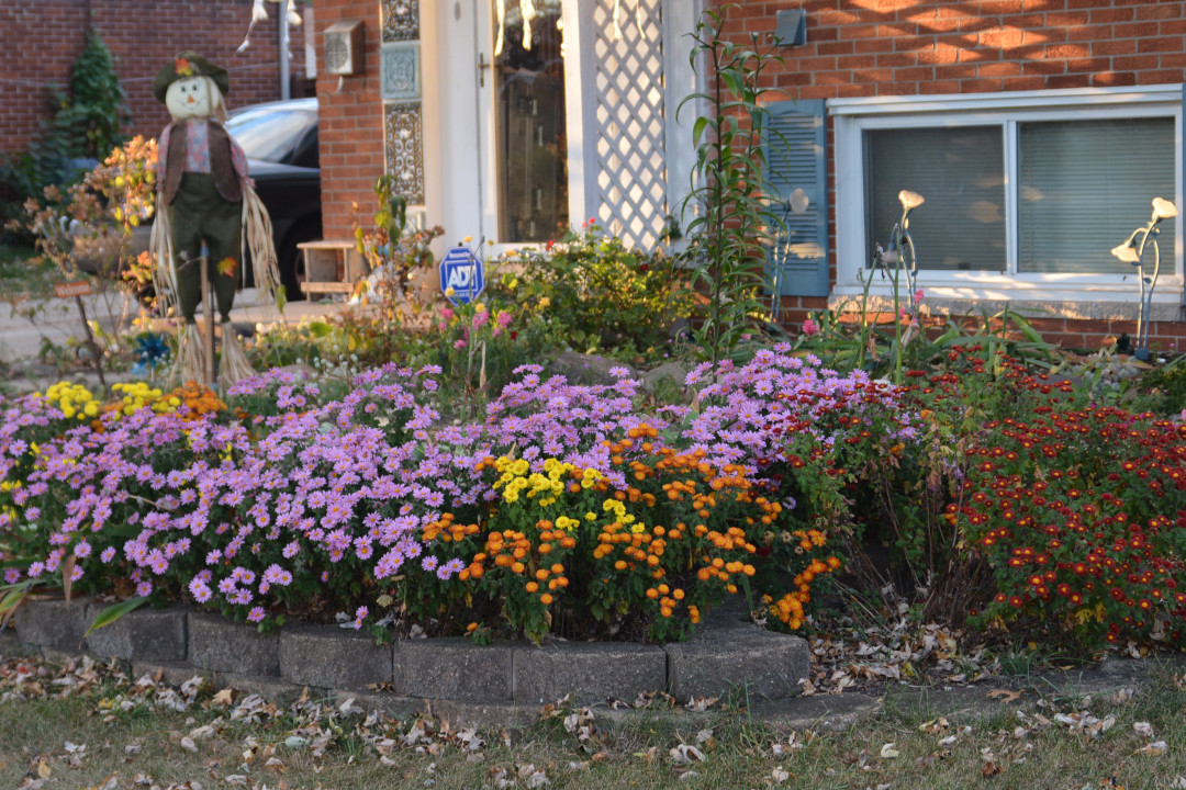 assorted fall mums