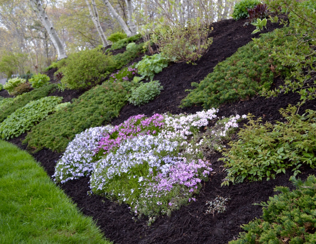 Ground phlox