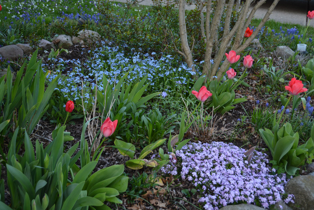 forget-me-nots in a garden bed