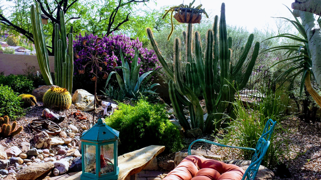 golden barrel cactus