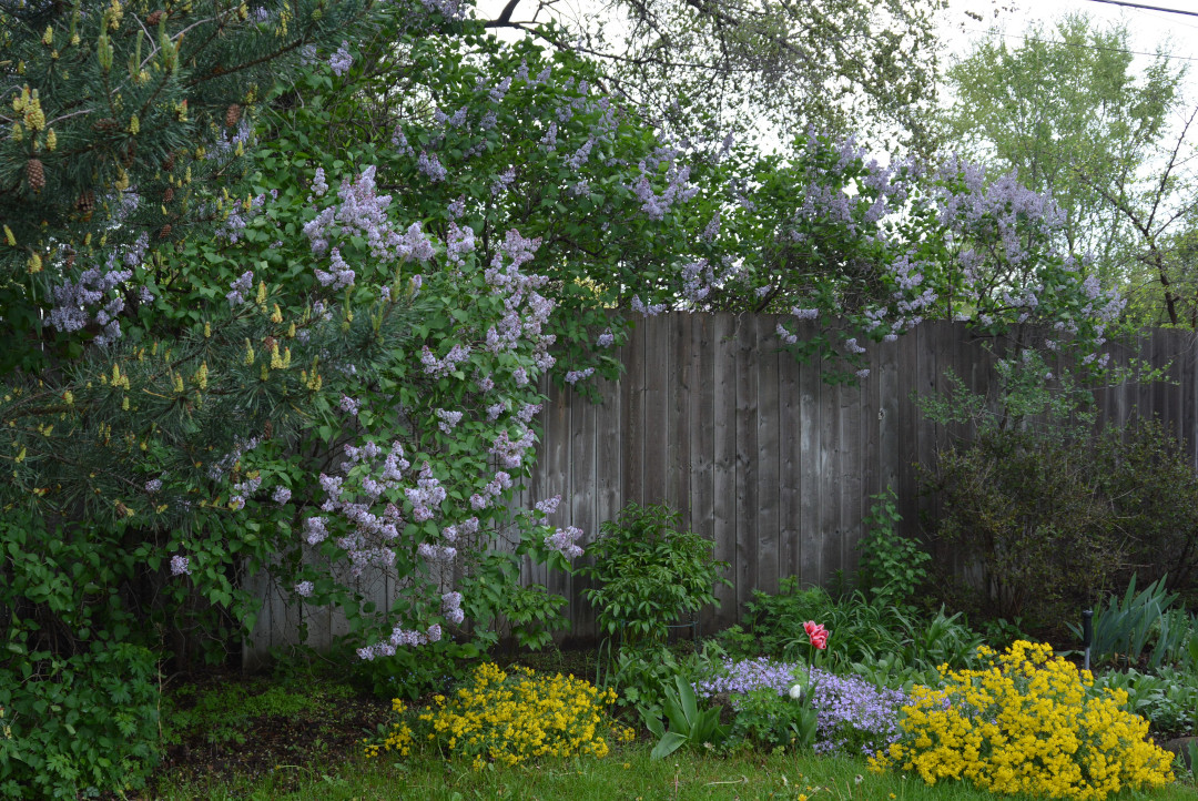 Fragrant lilacs