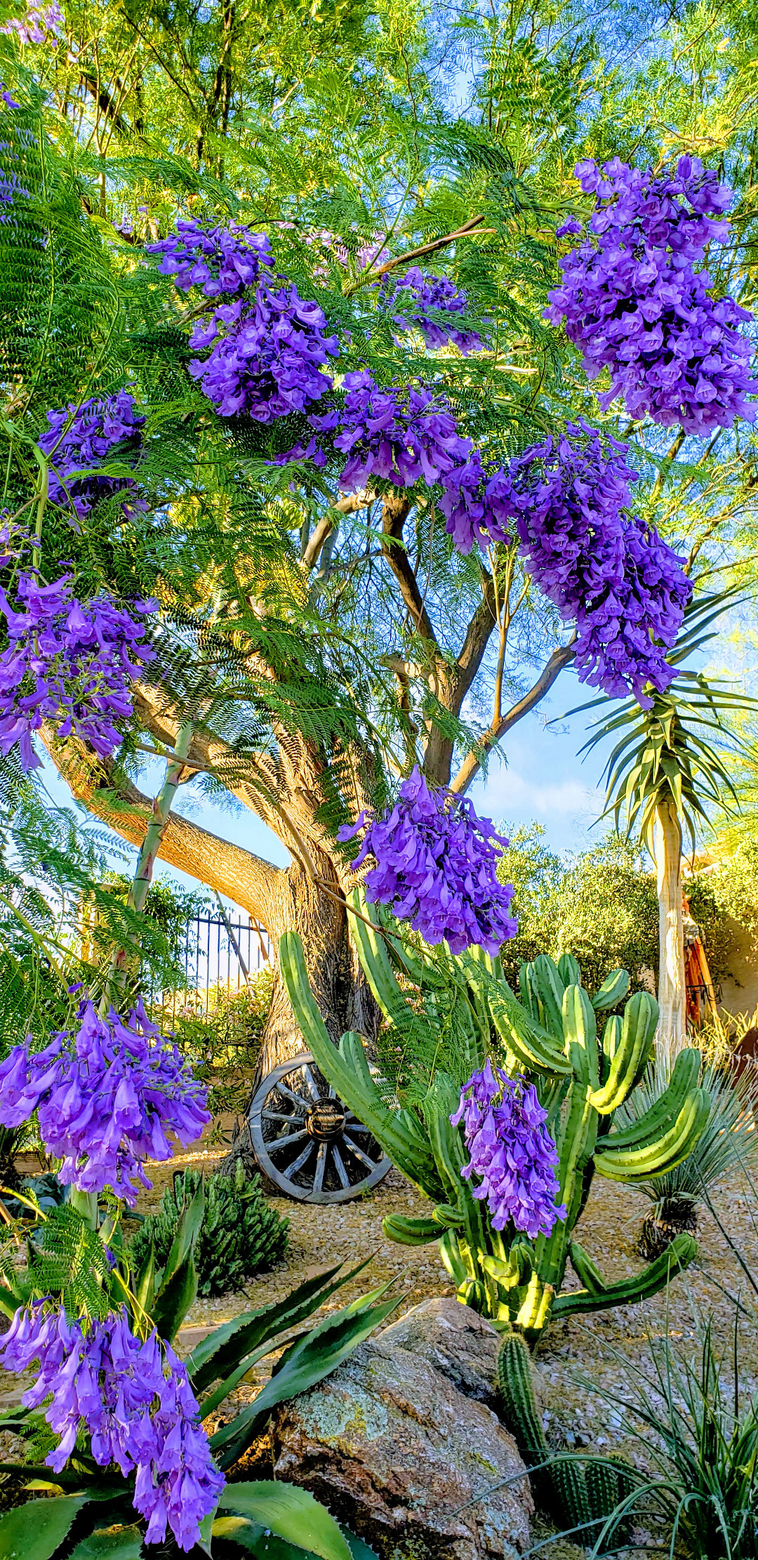 jacaranda tree