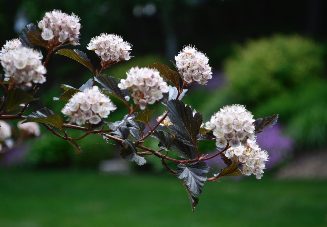 ninebark shrub ‘Diablo’