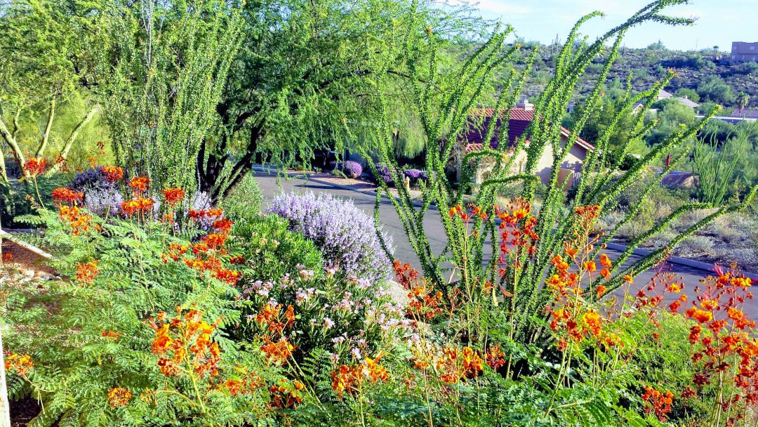 Arizona bird of paradise