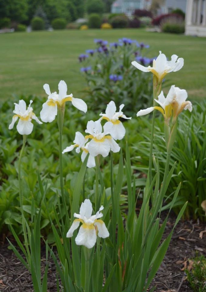 Siberian iris ‘White Swirl’