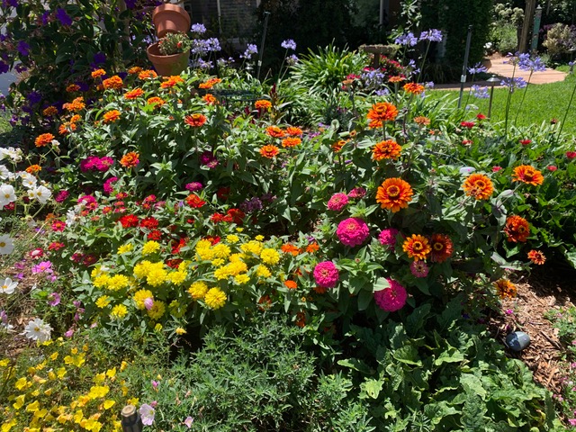 Zinnias