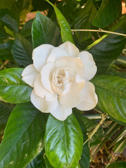 gardenia flower