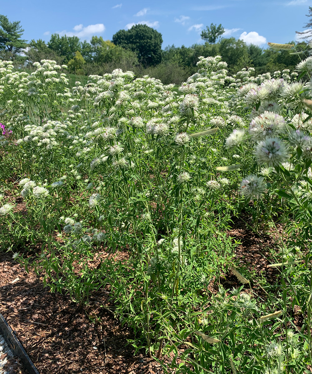 Appalachian mountain mint