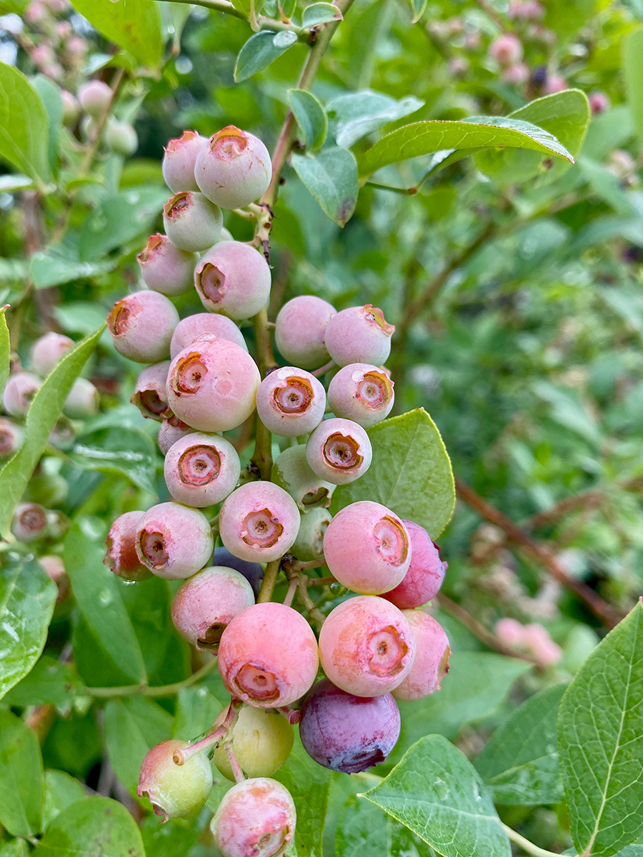 Rabbiteye blueberry