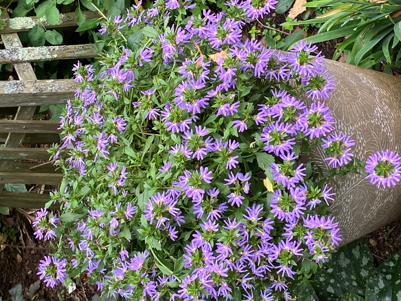 Scaevola