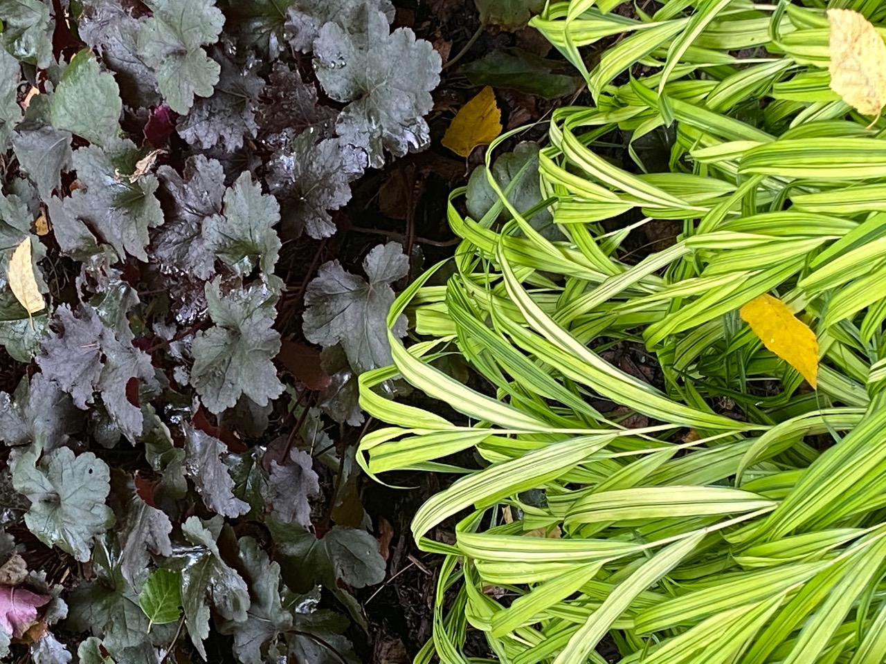 variegated Japanese forest grass