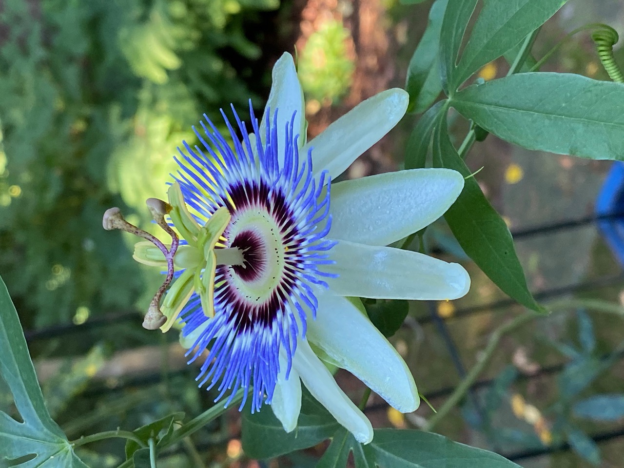 blue passion flower