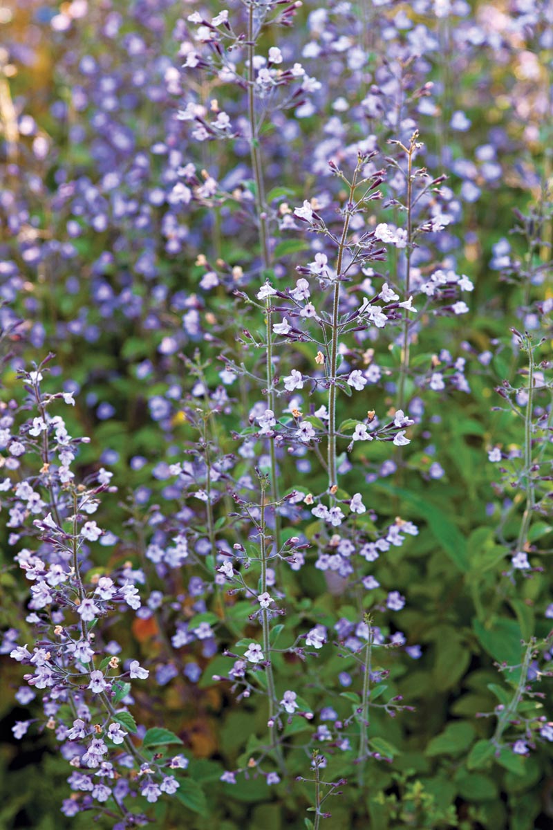 Blue Cloud calamint