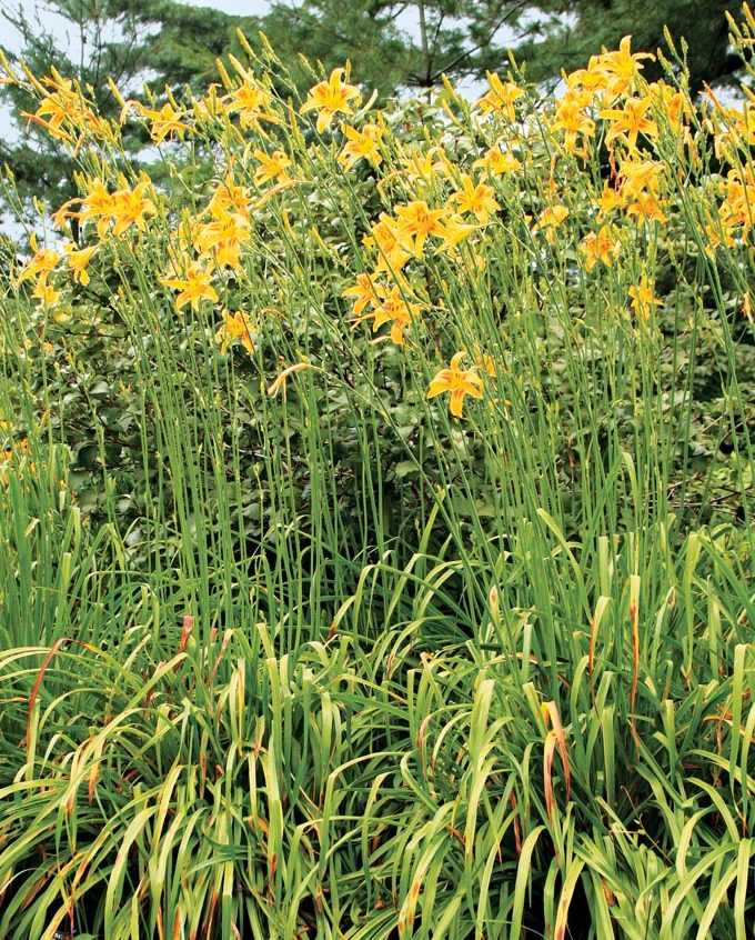 Autumn Minaret daylily