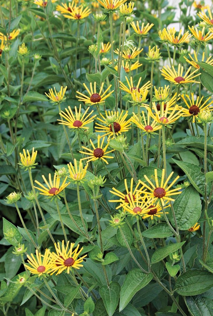 Little Henry sweet coneflower