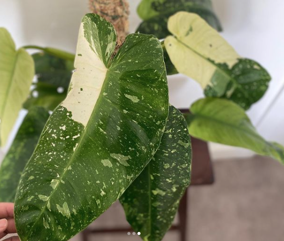 Philodendron Jose Buono