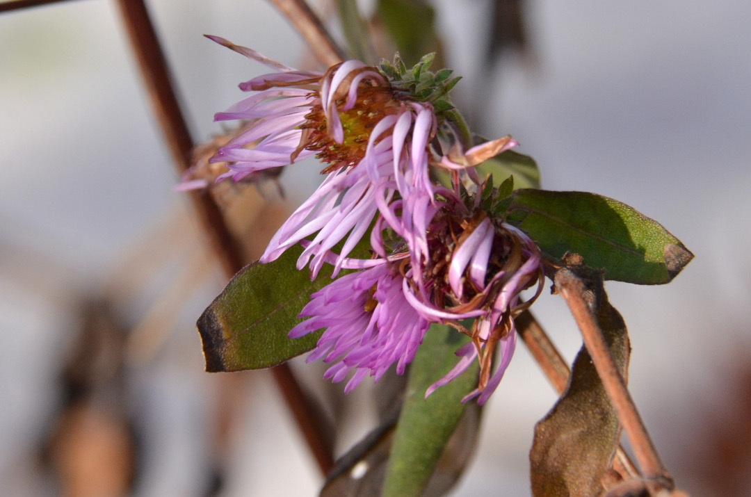 climbing aster