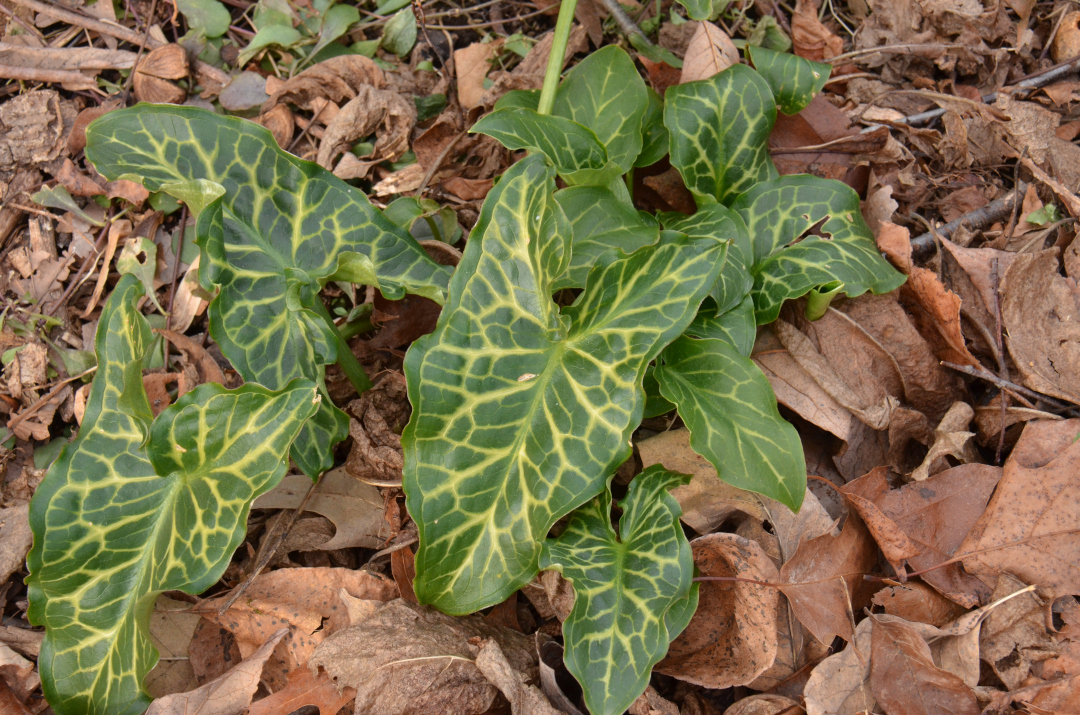 Arum italicum