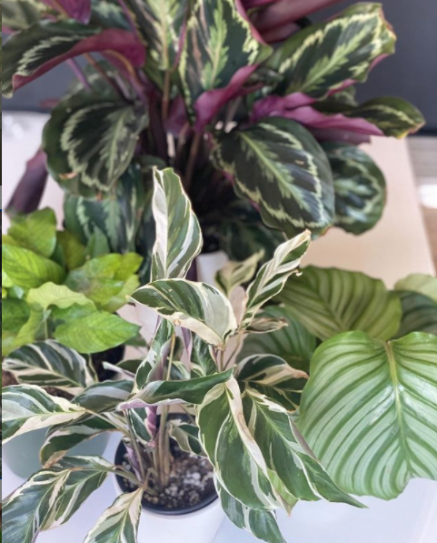 calathea