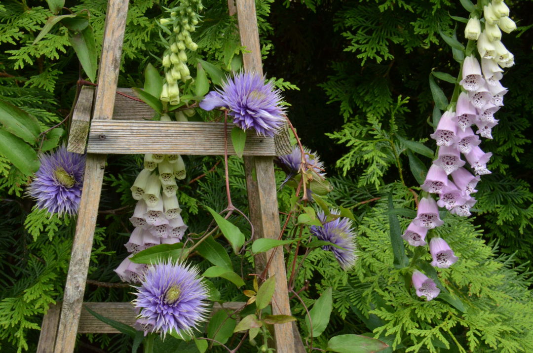 Multi-Blue Clematis