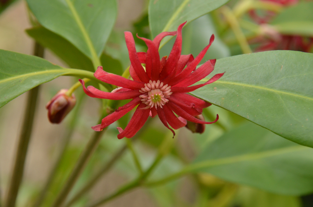 Illicium floridanum