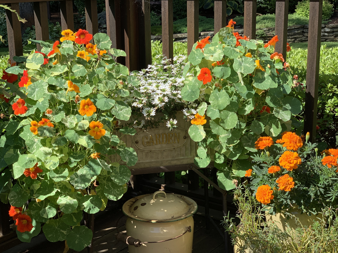 Alaska nasturtiums