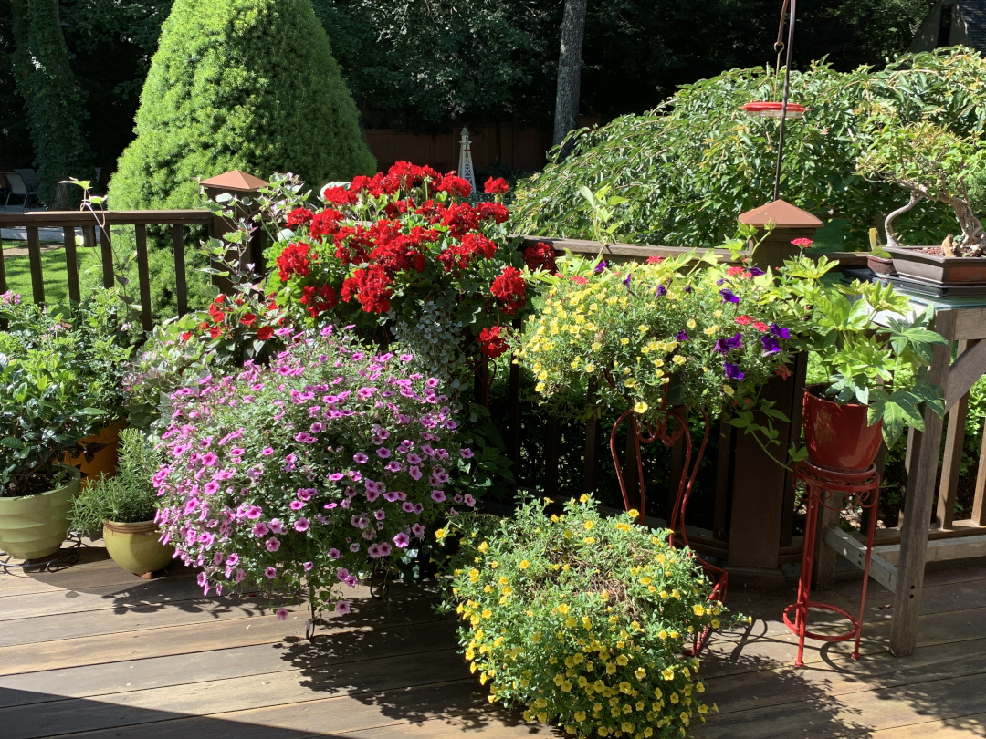 Pots of annuals