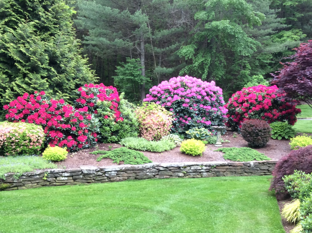 Rhododendrons and azaleas