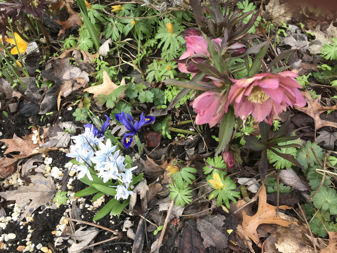 helleborus plant and spring bulbs in bloom