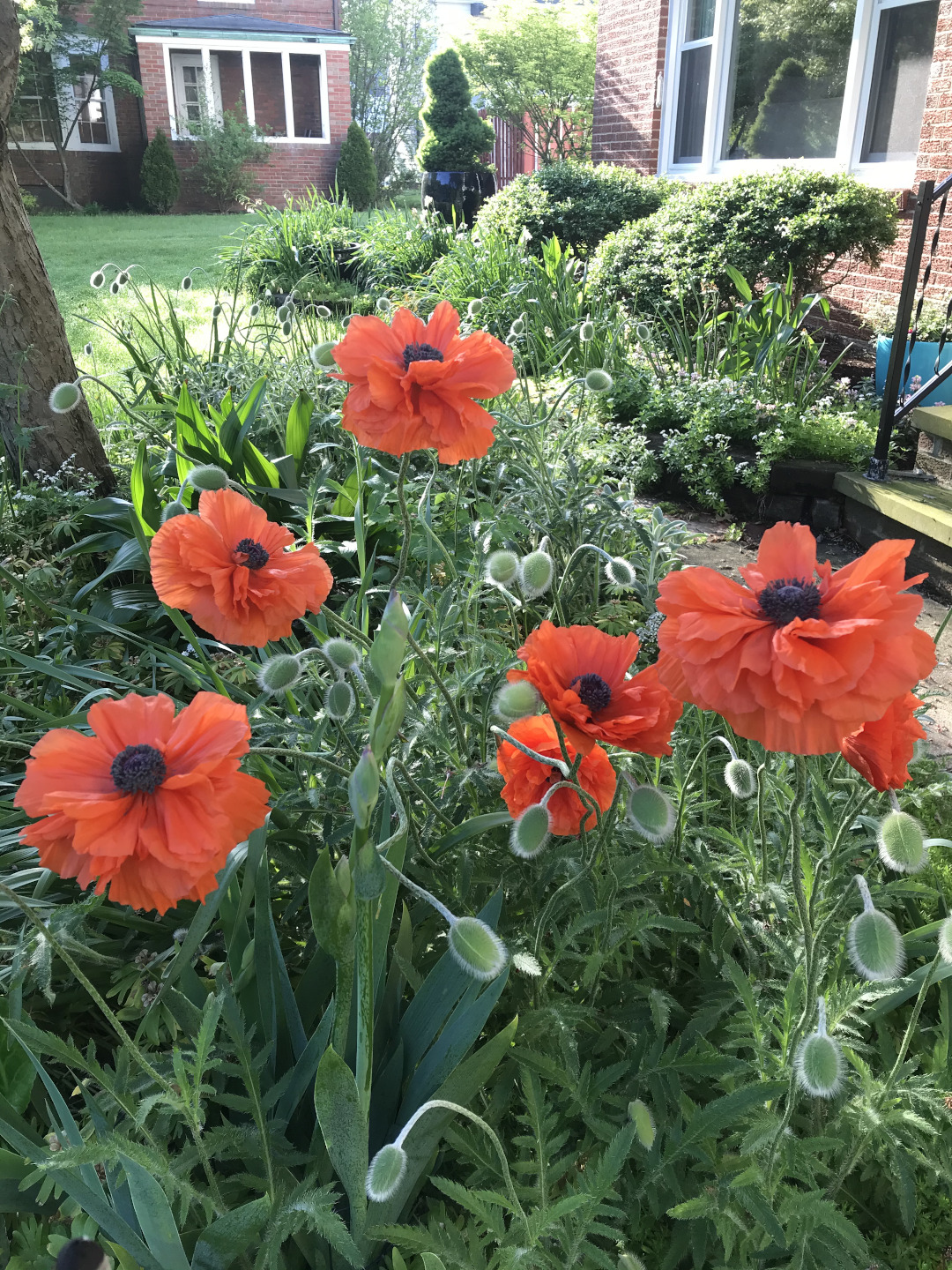 Orange oriental poppies