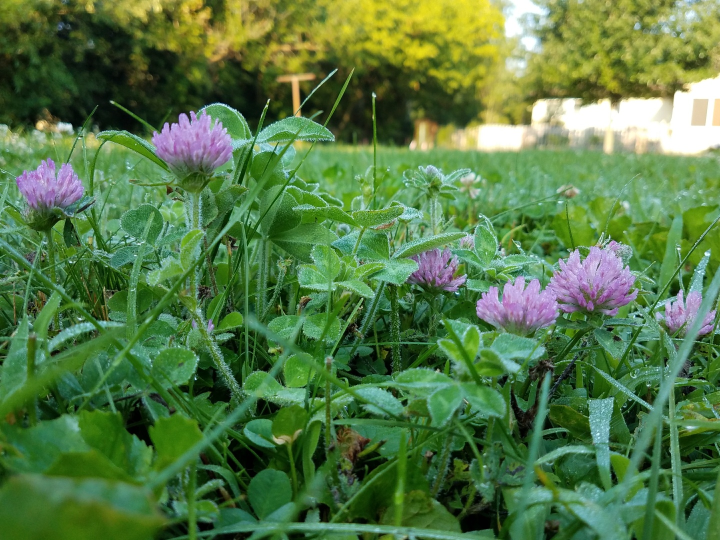 Red clover blooming in a lawn