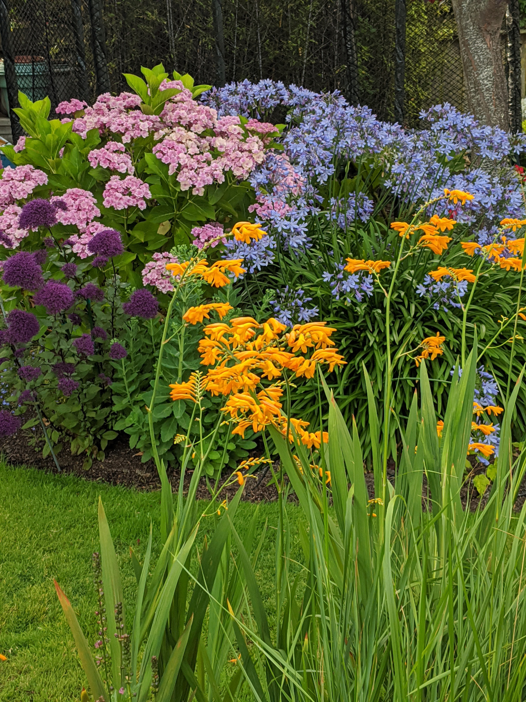 Crocosmia