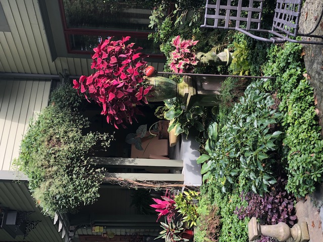 coleus in a pot