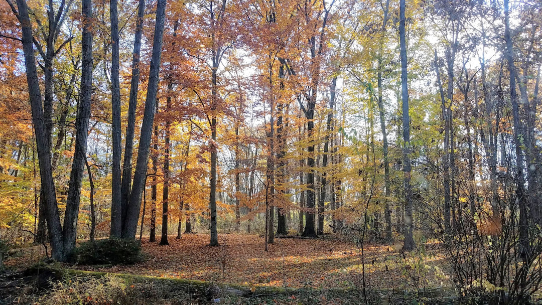 stand of trees in autumn