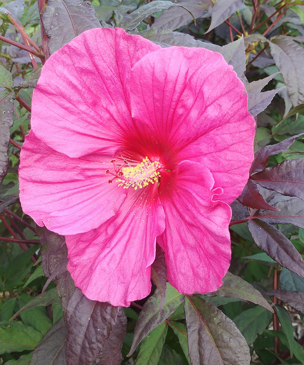 Hardy Hibiscus for the Northern Plains - Fine Gardening