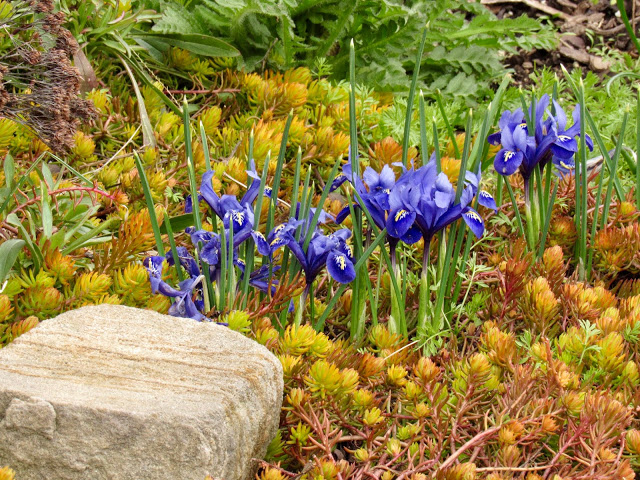 Iris reticulata Harmony