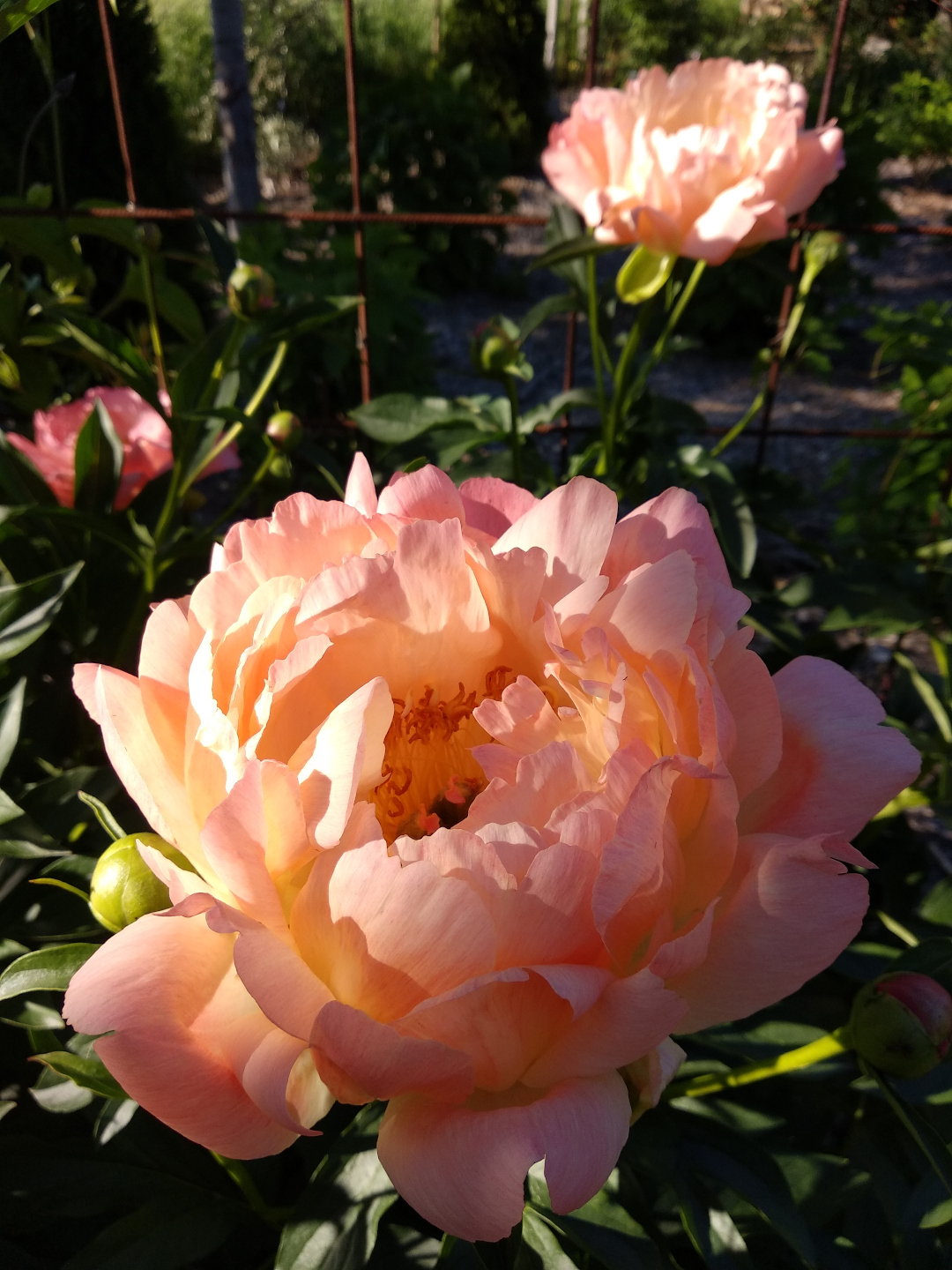 Paeonia Coral Charm