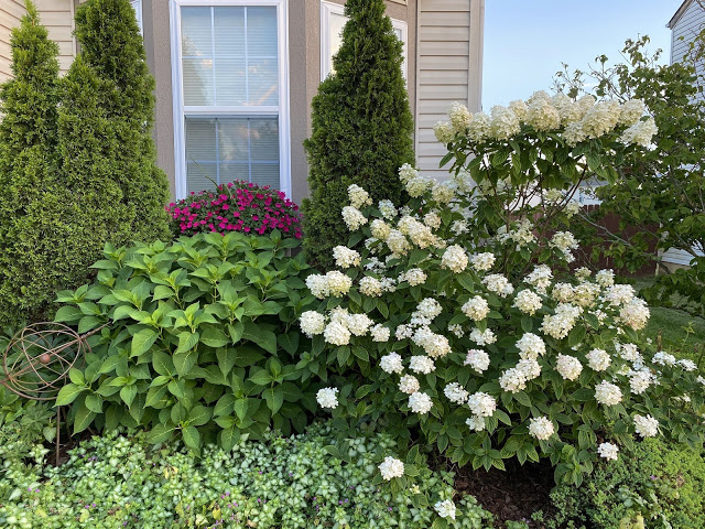 Fire light hydrangea