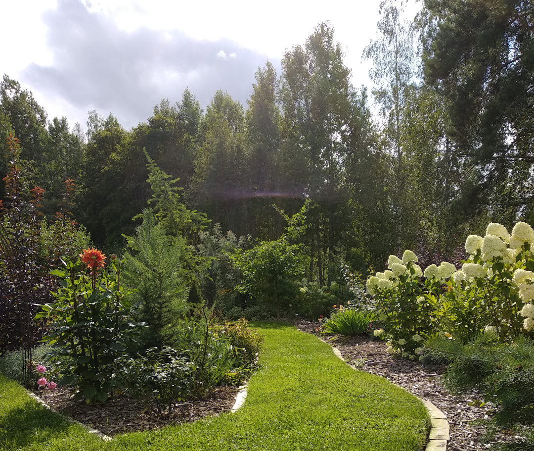 Hydrangea paniculata Limelight