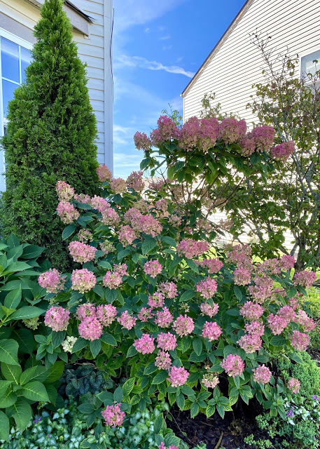 firelight hydrangea