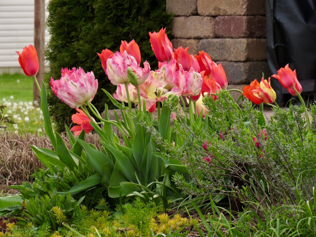 pink and red tulips