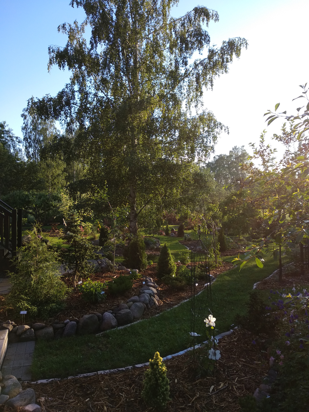 garden beds around a large birch tree