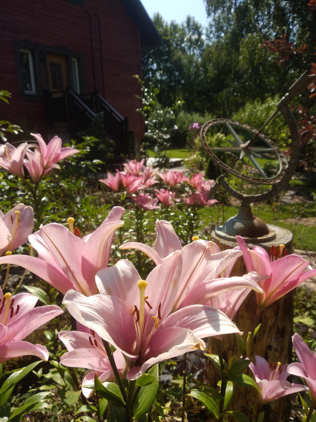 pink lilies